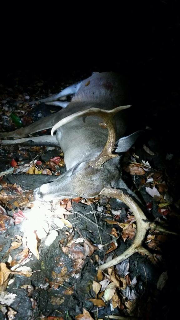 _jkoehl_'s tweet photo. OMG congrats on a huge one!!!!!! Love u brotha @koehlworld #yeahbo #killem #8pointer http://t.co/M5XT4Kd6Ov