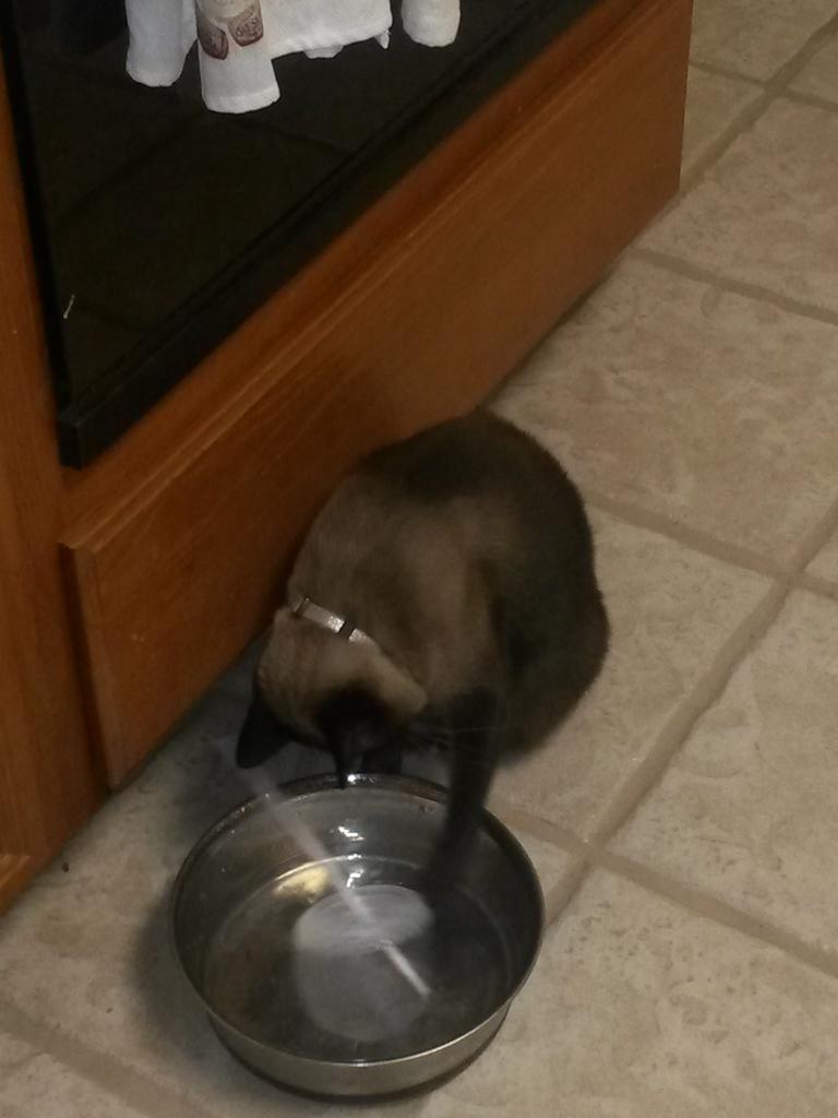 TheFamilyKitty's tweet photo. I can not get this lid and straw to work. How do humans use these things? #CatProblems http://t.co/eIlLhbv5cH