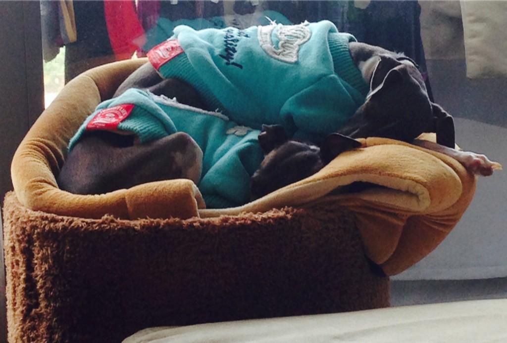 GreyhoundAlonso's tweet photo. Bunk beds #dogsoftwitter #dogsofinstagram #cutepic #adopt #rescue #italiangreyhound #greyhound #PotD http://t.co/5KkG9IMpHz