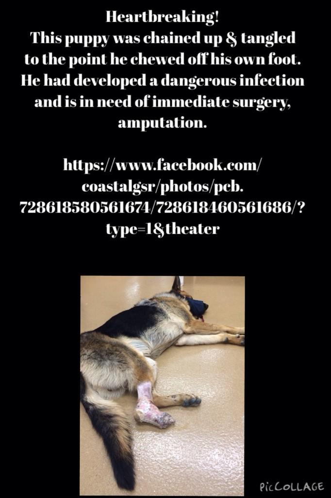 pebbles_1969's tweet photo. @GermanSheperdss RT &amp; Share http://t.co/IMxThnLrHX