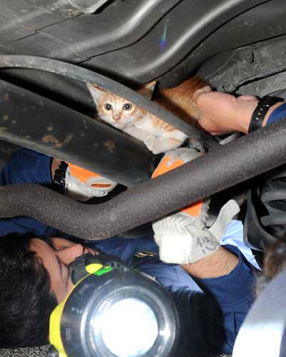 車体内部に入り込んだ子猫が国道で救出されて話題にwww Togetter