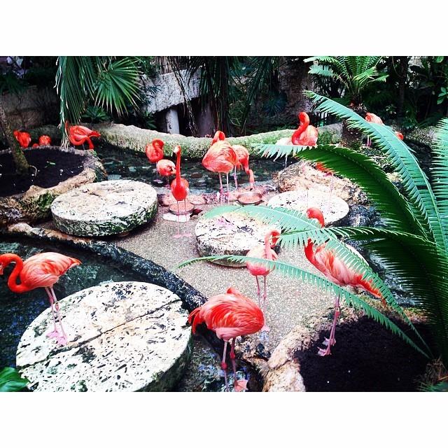 aDFWTaxiCab's tweet image. I got to go to the Dallas Aquarium with my patients today. #occupationaltherapy #communityreintegration #flamingo...
