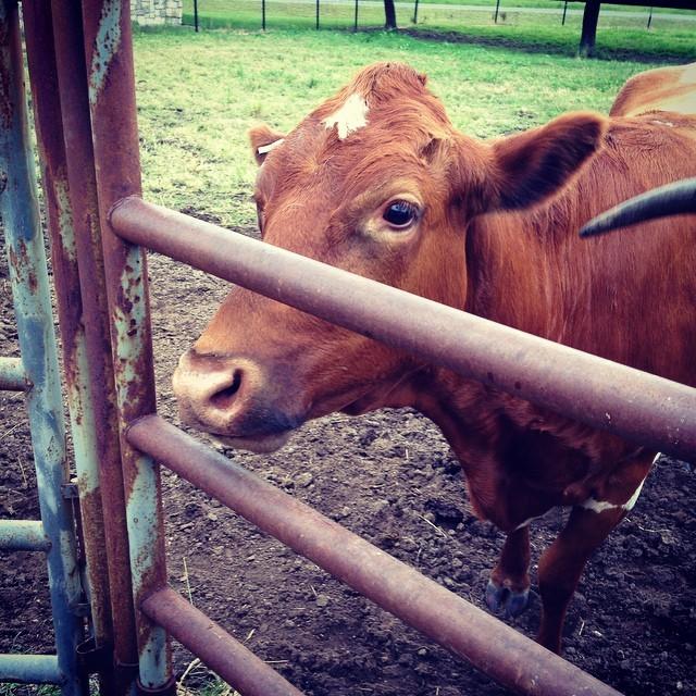 lucafex's tweet image. I got to go do the longhorn project at NASA today. You can say it was fun. 😂🙅 #onedirection #HarryStyles #niallho...