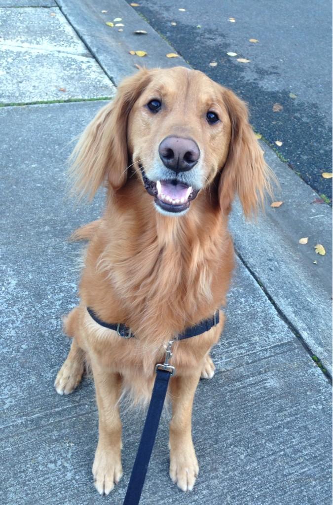 Runthosedogs's tweet image. Meet #theothedog! #thenewboy #dogrunner #doglove #gooutsideandplay #runthosedogs