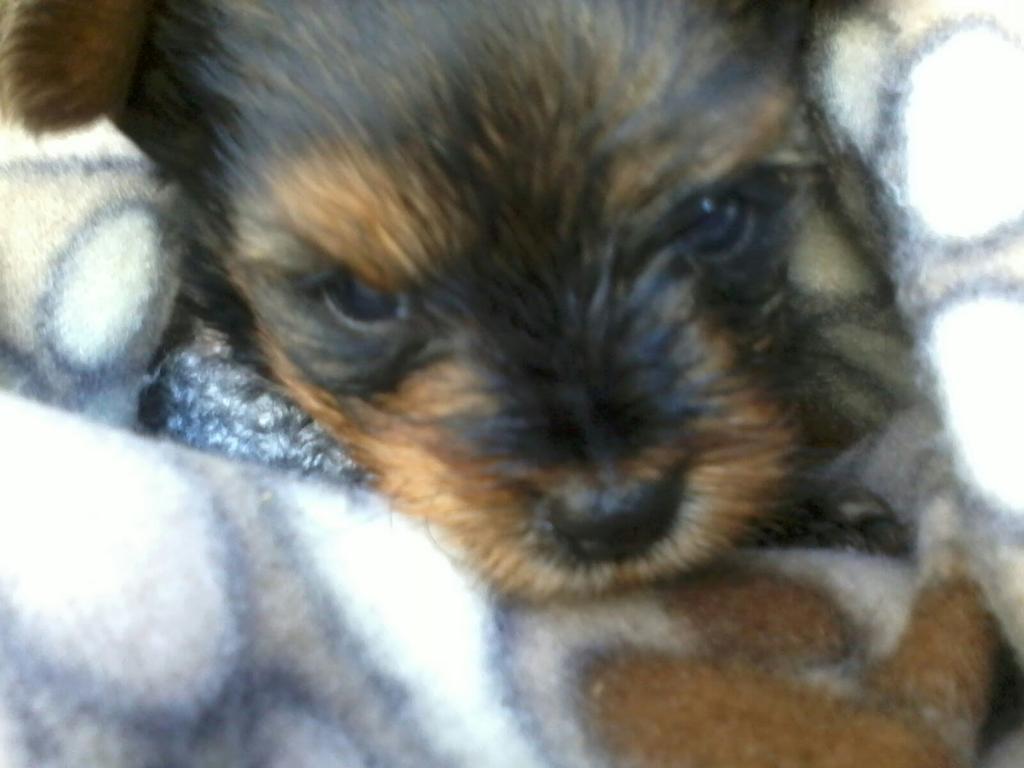 CarmenEstrellaG's tweet photo. Esho de menitos a mi bebote peludito, Beba :( #Beba #Bebi #EvaBeba #Bebo #Amol http://t.co/6XUuaFQ7W4