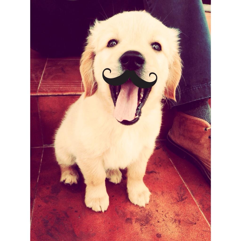 Mariasante's tweet photo. Cairo también se apunta a la #moustacheweek y os da los buenos días así 👋 http://t.co/iFWPoJ07vA