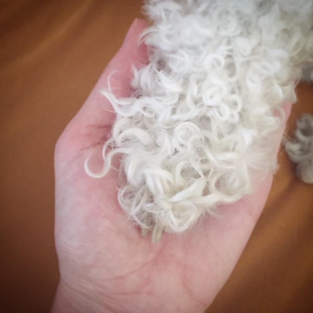 GloriaBiogeo's tweet photo. "Hasta que no hayas amado a un animal, una parte de tu alma estará dormida" ❤️🐩 http://t.co/6K7SVxlUFb