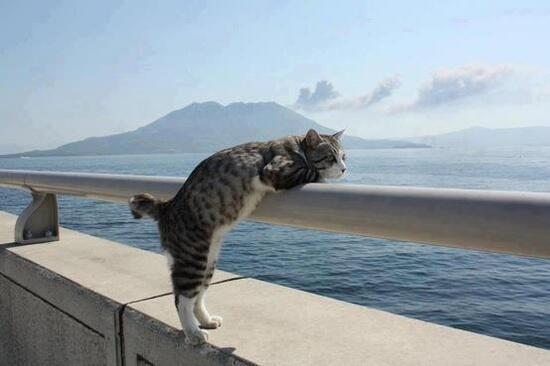 Покажи фотку. Котик на море. Кот на перилах. Кошка отдыхает. Котик в отпуске.