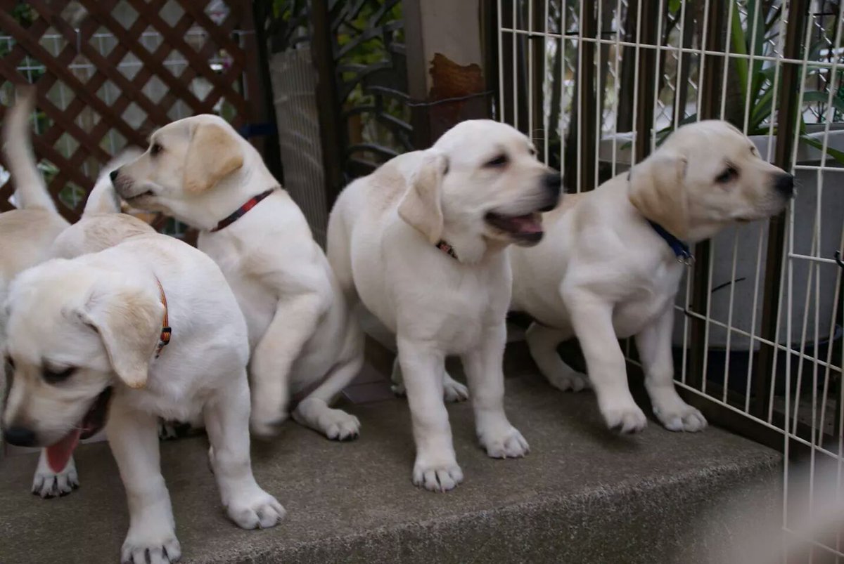 ラブラドール子犬