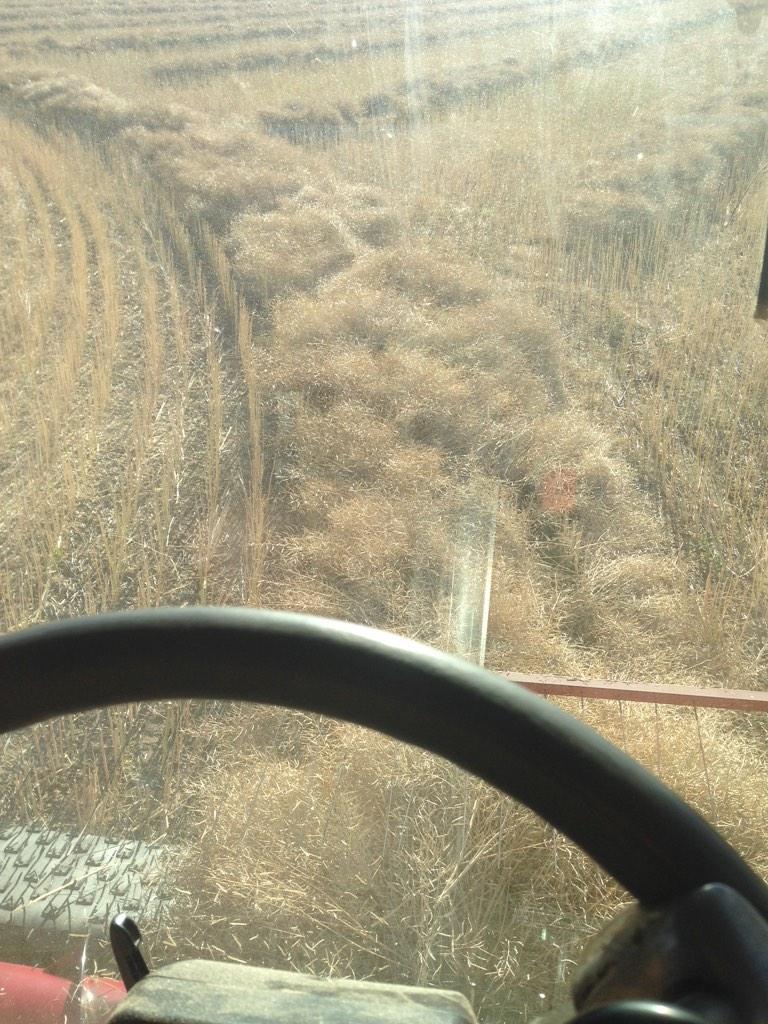 Scott McInnes tweet media