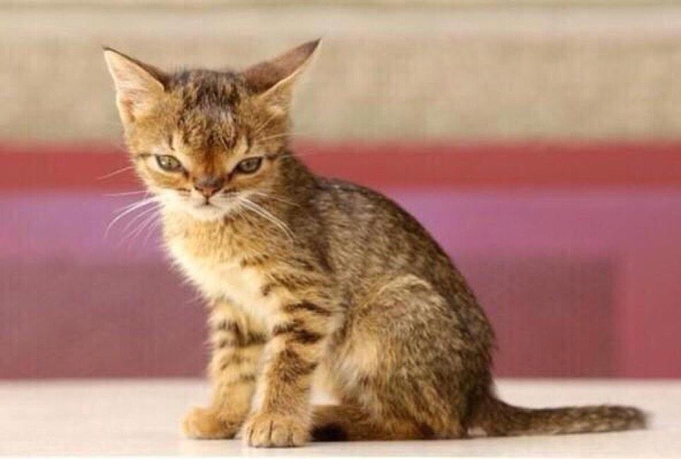 BVS3DKITTY's tweet photo. Pray for my cousin marquese, he got a touch of downs and prolly never gonna get some pussy http://t.co/7YXn0QNpzX