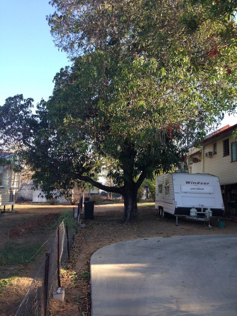 Tedward70's tweet image. Now you see it #ctharros , now you don't #treegone