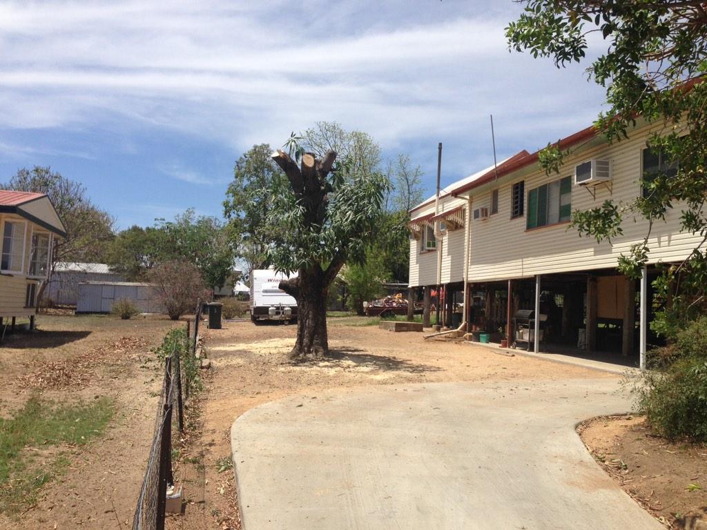 Tedward70's tweet image. Now you see it #ctharros , now you don't #treegone