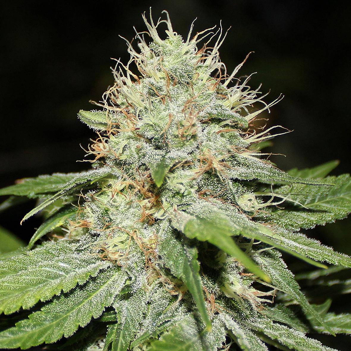 Spliff Seeds ® tweet media