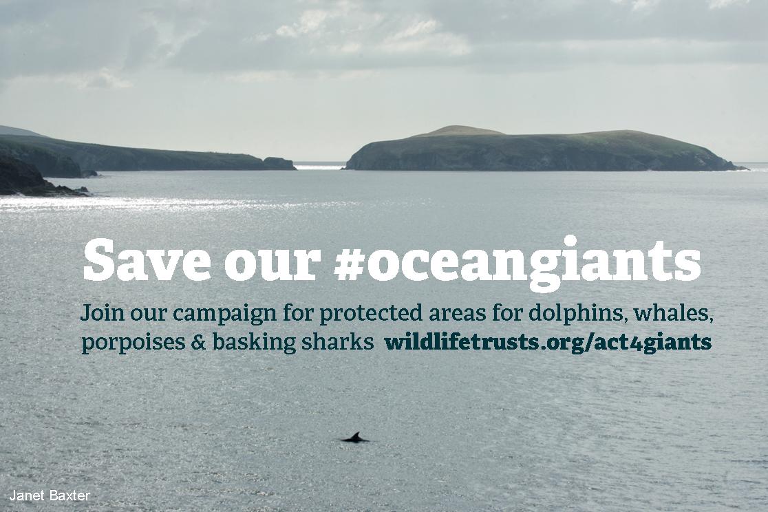 WildlifeTrusts's tweet photo. Our ocean giants need a safe home. E-petition> marine protected areas 4 whales dolphins sharks http://t.co/mUoM84p8w3 http://t.co/h6YZDckame