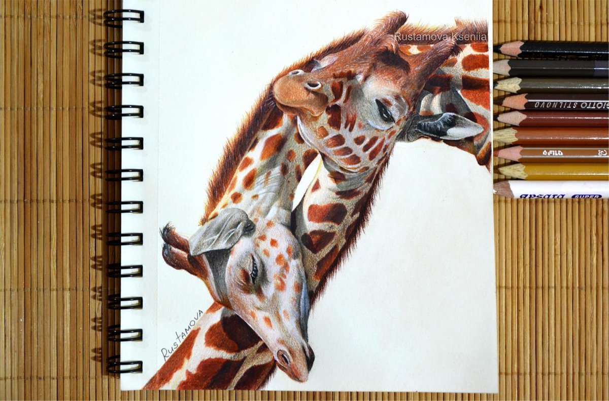 Pencil drawing, Giraffes #drawing #art #illustration.
