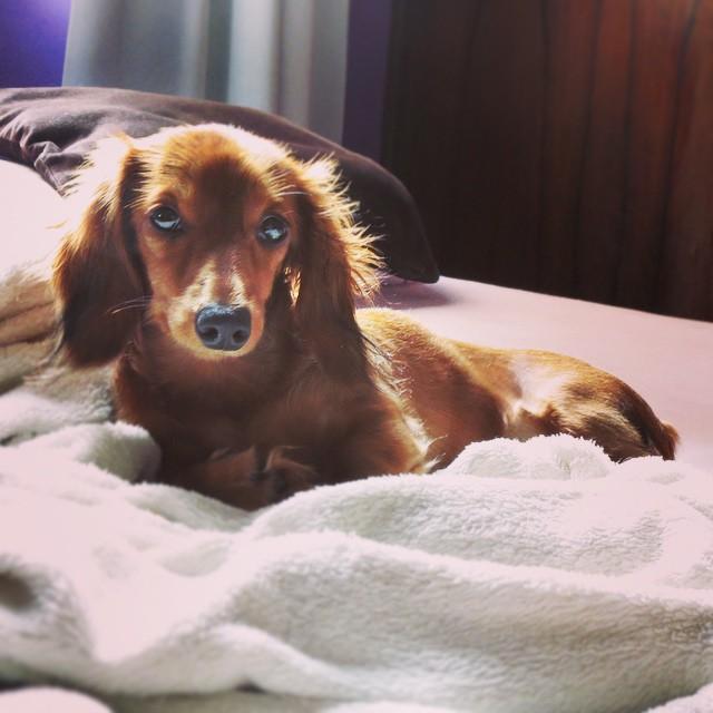 Just five more minutes of cuddling... #PressSnooze (Pic: Viena)