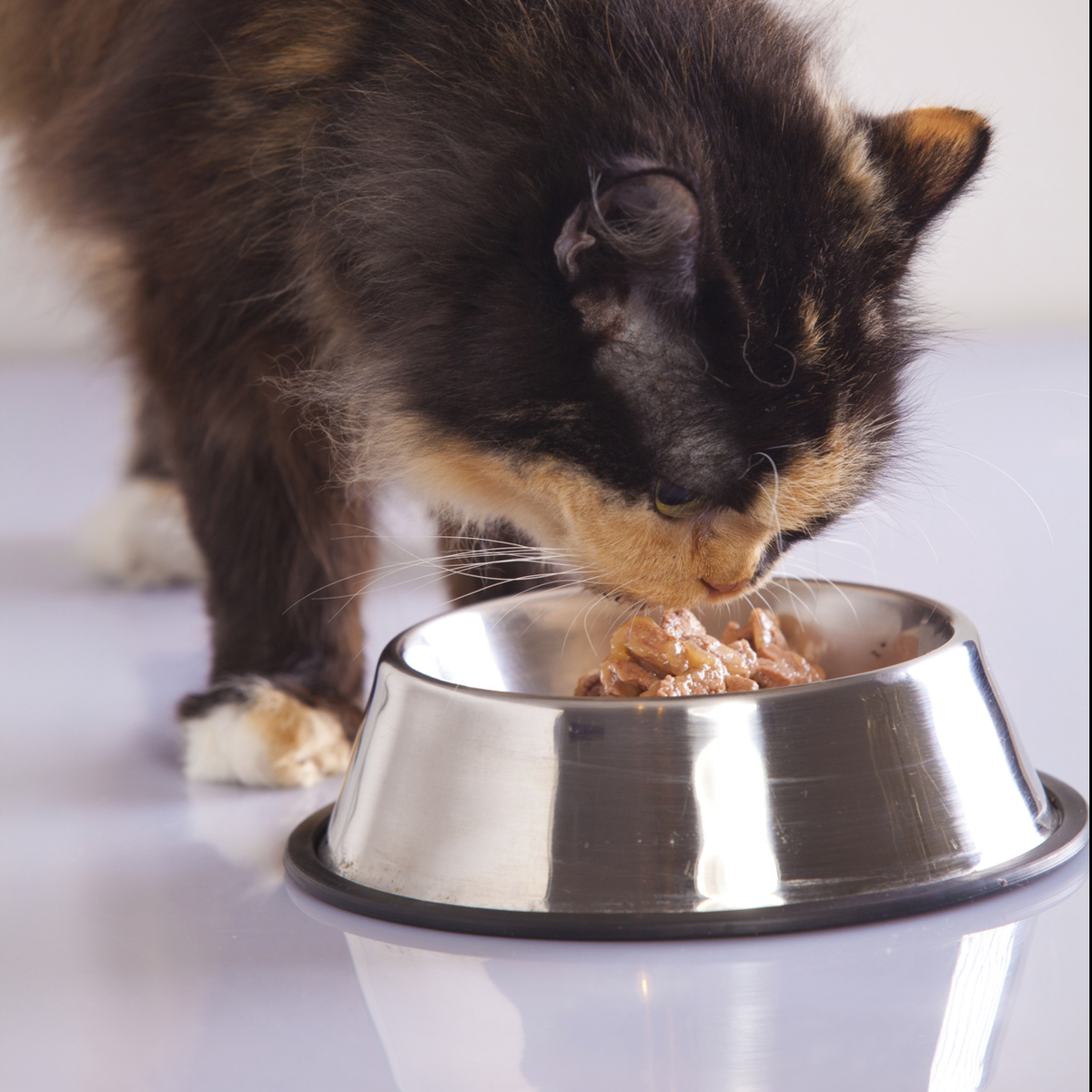 Tired of carrying heavy bags of pet food? Sign up for Repeat Delivery &amp; get a $20 e-gift card: bit.ly/RepeateGC