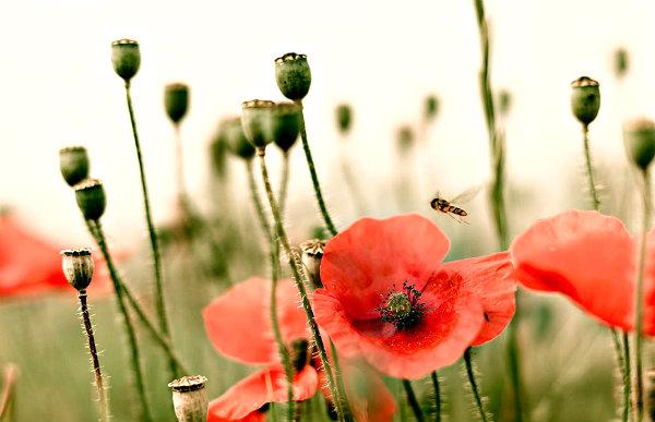 The Poppies and the Great War: How these Flowers Became the Symbol of WWI - wrhstol.com/1zjHh2F