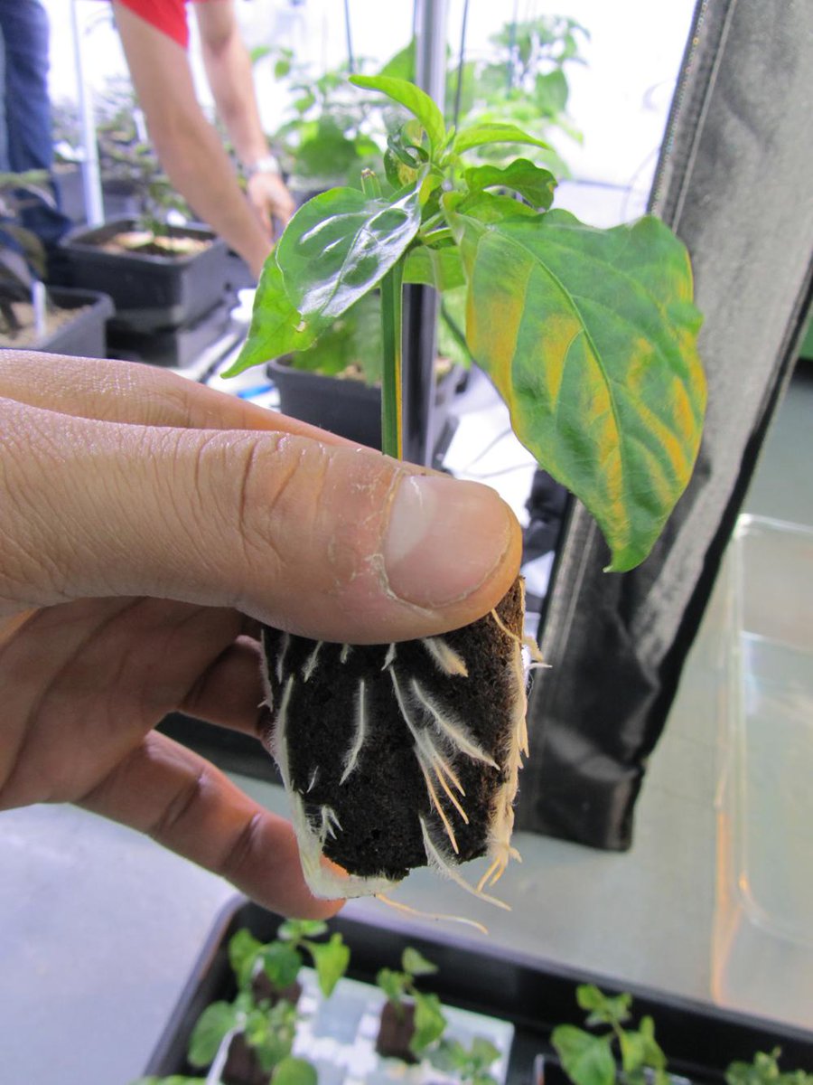SunlightN18's tweet photo. chillie cutting rooted in the shop !! http://t.co/hPoh0rZju5