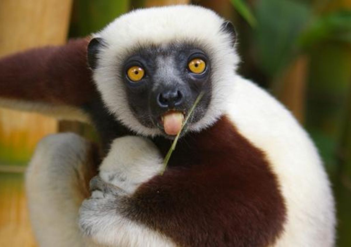 StargazingBlog's tweet photo. Zoboomafoo lemur Jovian has died and everyone's sad http://t.co/R0Rw7z6WNS http://t.co/Li2zmTiZYr