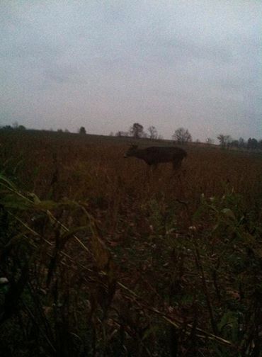GhostBlind's tweet photo. "Had this little guy come past me at 15 feet. I was sitting in my Ghostblind on a bean field edge." http://t.co/cqZCg1NOzL