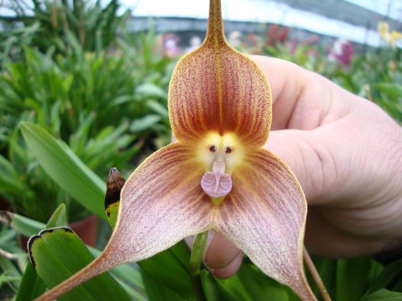 L'Orchidée à tête de singe est de retour dans nos stocks >>> alsagarden.com/fr/902-dracula… #PlanteRare #Orchidées #Plantes