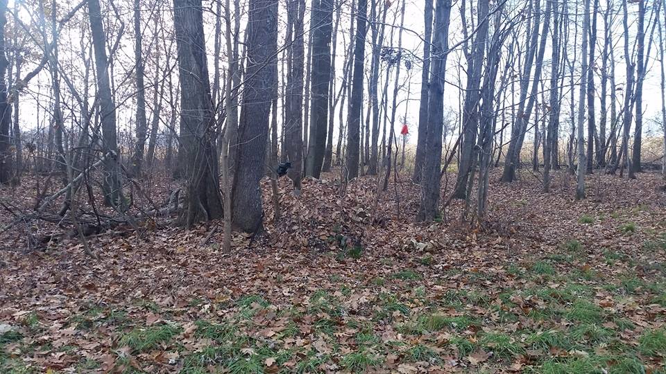 GhostBlind's tweet photo. Had a doe almost walk into me with this setup http://t.co/4tA9X2gdrG