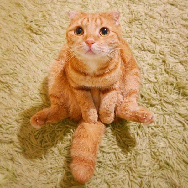 @Litvisha1 Мяу!!!)))