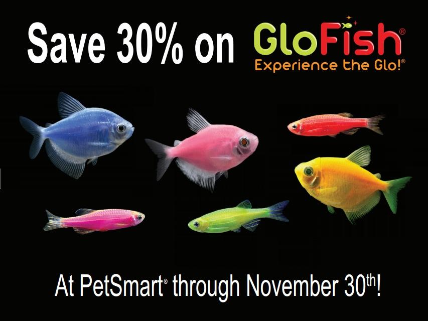 petsmart glofish