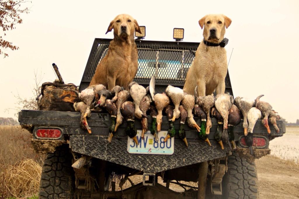 HuntRaw's tweet photo. Yesterday's front was good to us! #mallards #duckhunting #huntraw http://t.co/Vjk0IFZqnQ