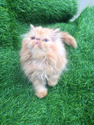 DHEASELASIH's tweet photo. Yg sedang cari kitten?sy ad 4 kitten,vaksin Ok,info lngkp WA:08112209299 @infocibiru http://t.co/T7U8g6wRGx