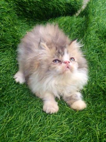 DHEASELASIH's tweet photo. Yg sedang cari kitten?sy ad 4 kitten,vaksin Ok,info lngkp WA:08112209299 @infocibiru http://t.co/T7U8g6wRGx