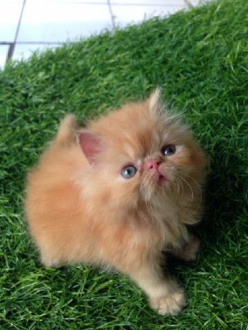 DHEASELASIH's tweet photo. Yg sedang cari kitten?sy ad 4 kitten,vaksin Ok,info lngkp WA:08112209299 @infocibiru http://t.co/T7U8g6wRGx