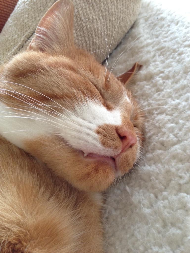 TreezyDD's tweet photo. Bongo's going for a windswept look today on #whiskerswednesday 😻 #onefang MOL 🐱 Have a great day people! 👍 http://t.co/ENaHjHtT8g