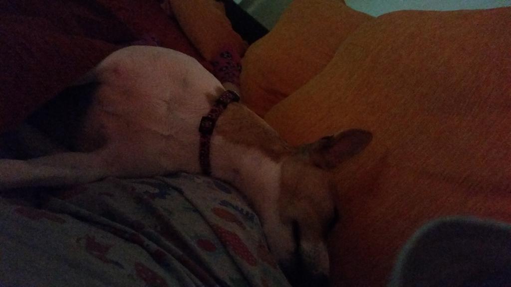 vane22ar's tweet photo. Mi indita esta como el día  sólo hace dormir jeje http://t.co/Qyzk1DQLVU