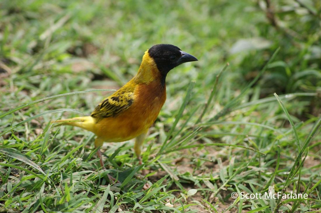 Scott McFarlane tweet media