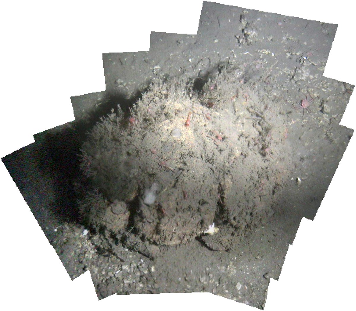 DeepSeaCrawler's tweet photo. Methane Derived Authigenic Carbonate (MDAC) boulder, near methane seep site. Photographed 1 hr ago! http://t.co/97adicYPay