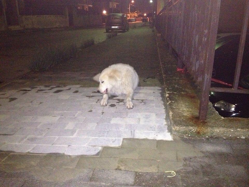 LucGalassi's tweet image. ANGELICA ,8 mesi, BUTTATA FUORI CASA!Alla morte del padrone è stata cacciata.Chiamare: Stefy 3664663236  RT@ROBINDOG1