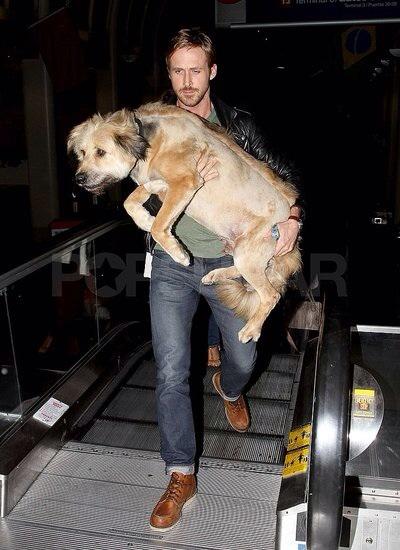 Happy birthday Ryan Gosling. A man who looks cool even when carrying a really big dog up an escalator 
