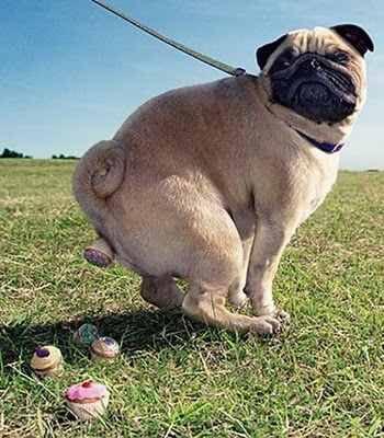 WikiCacaPerruna's tweet photo. Así si que dan ganas de comer mierda http://t.co/a7oOpmHbKf