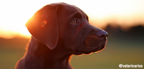 veterinarios's tweet photo. Los animales sí tienen sentimientos, que tú no los tengas es diferente. http://t.co/mPvYlxjTXl
