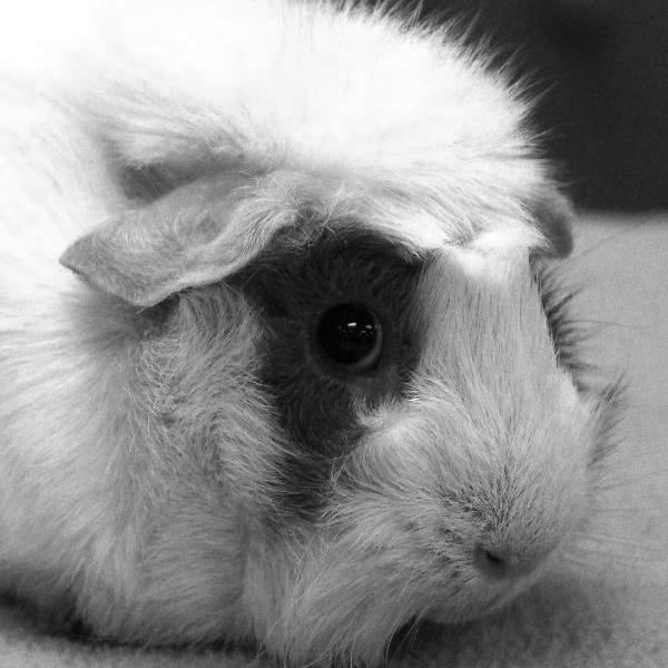 Luna is our first dapper guinea pig and she is adorable! Check out how to adopt her at goo.gl/tihBBZ