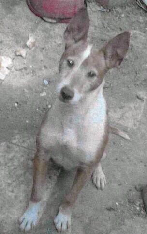 rodiguez1995's tweet photo. @podencosandaluc @kiskonogues procede de Ecija Sevilla de uno delos mejores perros de aki. Os dejo la foto del padre http://t.co/1EQxeUmdc3
