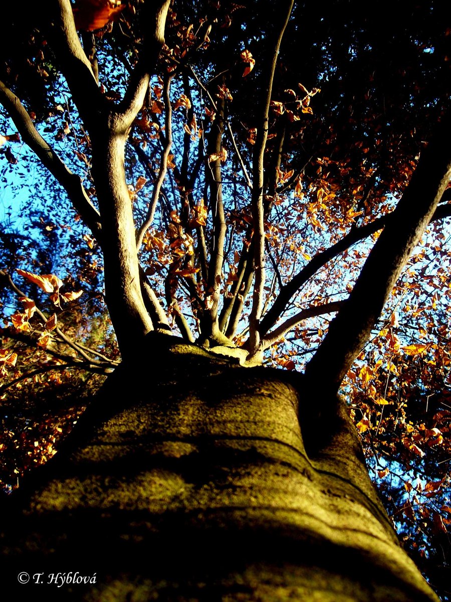 Terenc7's tweet photo. #tree #autumn #sunshine http://t.co/fVH0wUcMcq