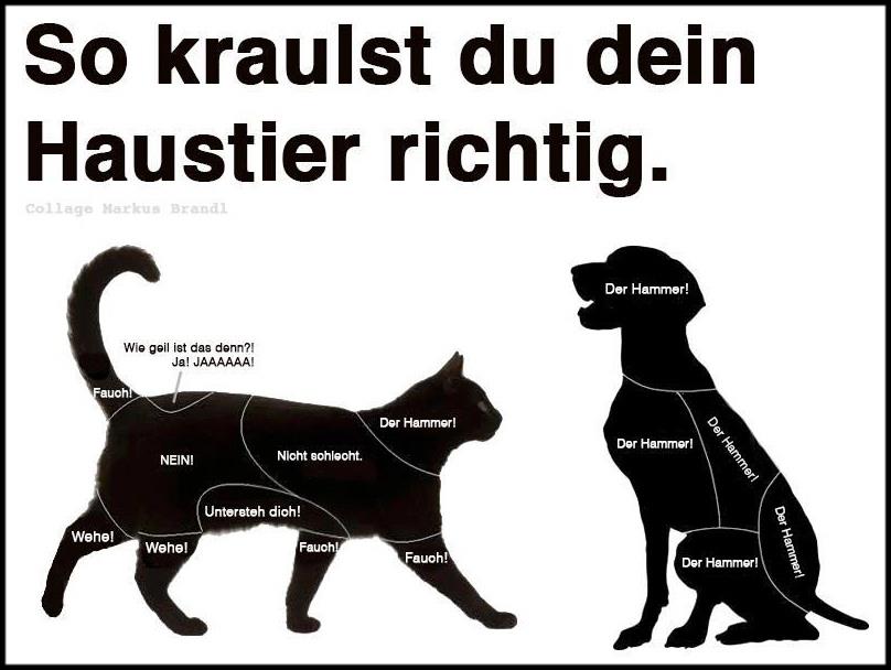 VaniVanessaVani's tweet photo. Das funktioniert echt mein Kater steht total drauf xD http://t.co/x0NML5KdyY