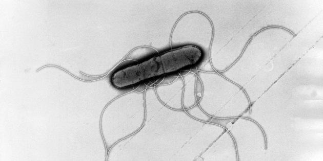 Nature's tweet photo. Hard evidence linking conditions such as autism &amp; depression to gut microbiome http://t.co/oYuUPKNbfE http://t.co/FqJpJuuLa9