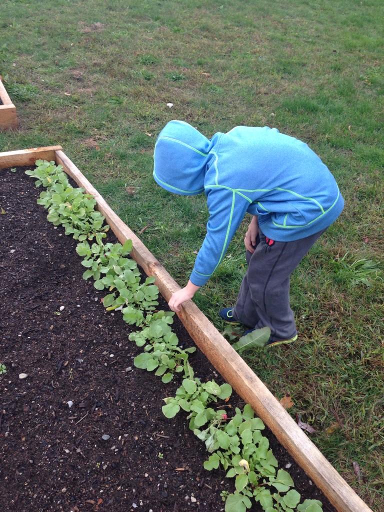 Hey HHS students that built the JS garden beds... Your radishes are ready to eat!!