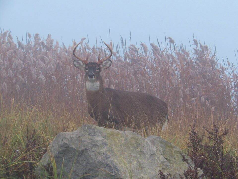 Look who Paul Peluso found wandering around in the fog this morning! #buck #LongIslandNature #SmithPoint