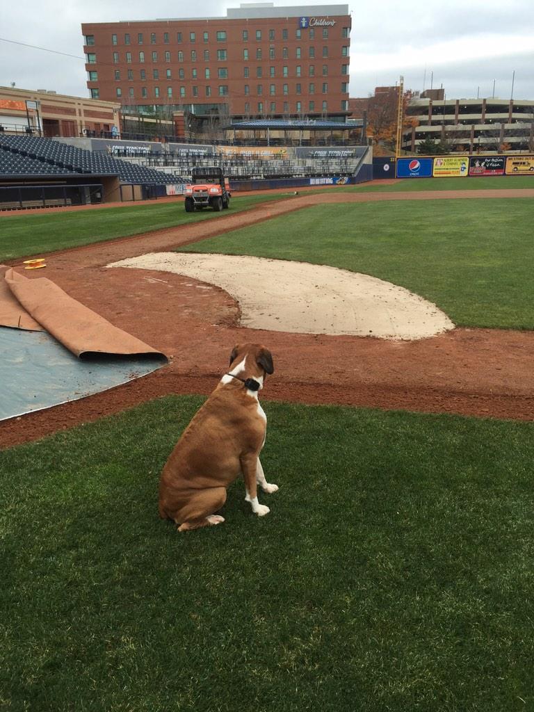 DukeWalsh's tweet photo. Supervising the work at Canal Park. #akronrubberducks  #groundsdog @AkronRubberDuck http://t.co/OxfhG6DbYC